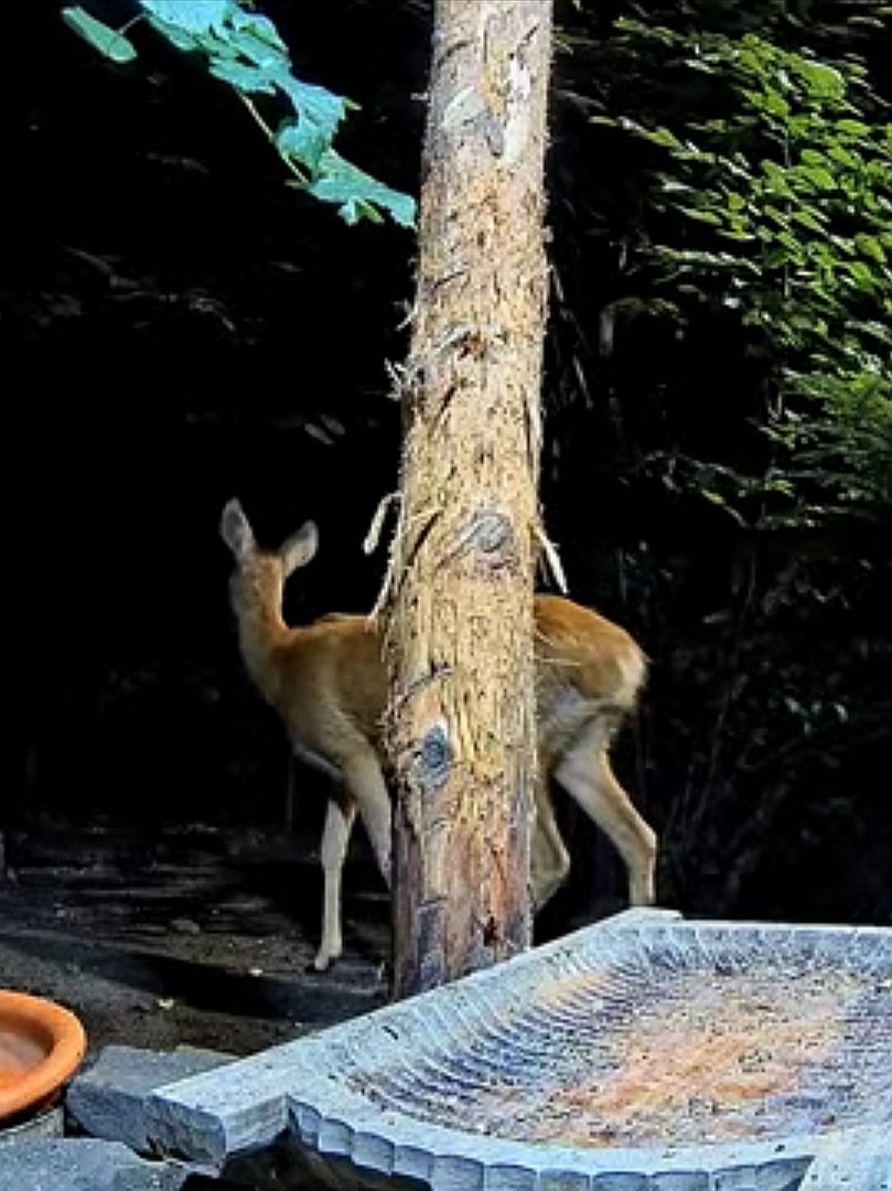 livebirdspoland_1c0938aec5da350c799c799516f6a6e0.jpg