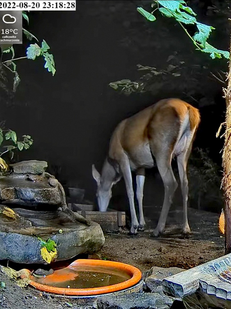 livebirdspoland_8a510efb7442f2cf51b3a729d6218442.jpg