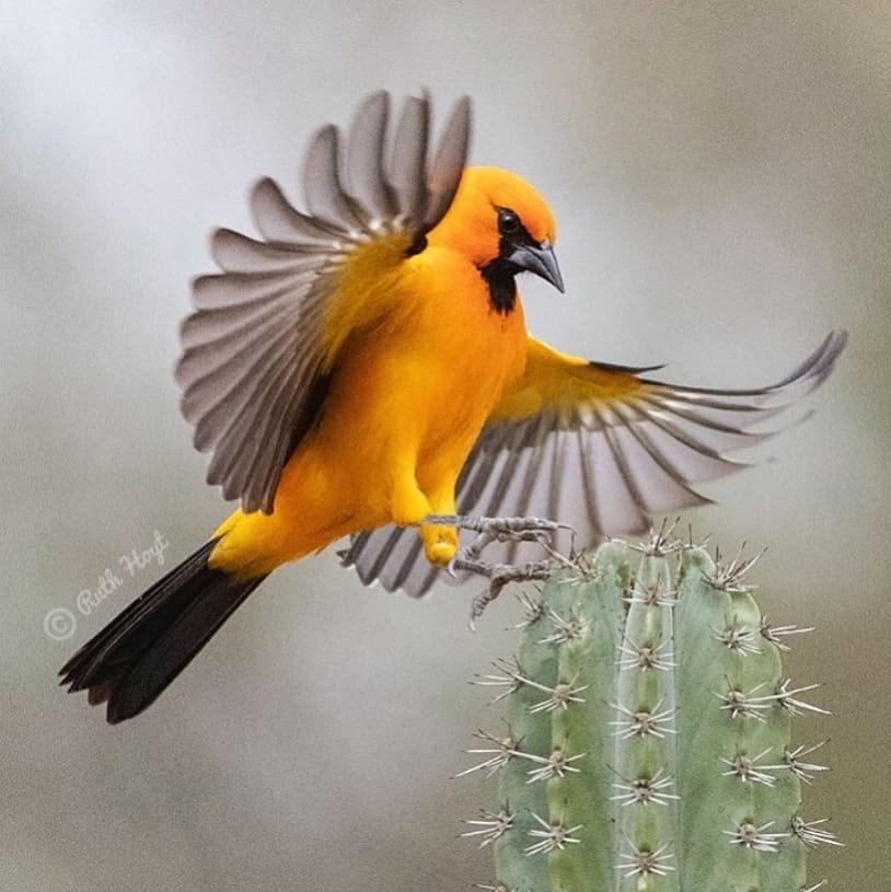 livebirdspoland_f09465132bc522da12f9c7f493ce552c.jpg