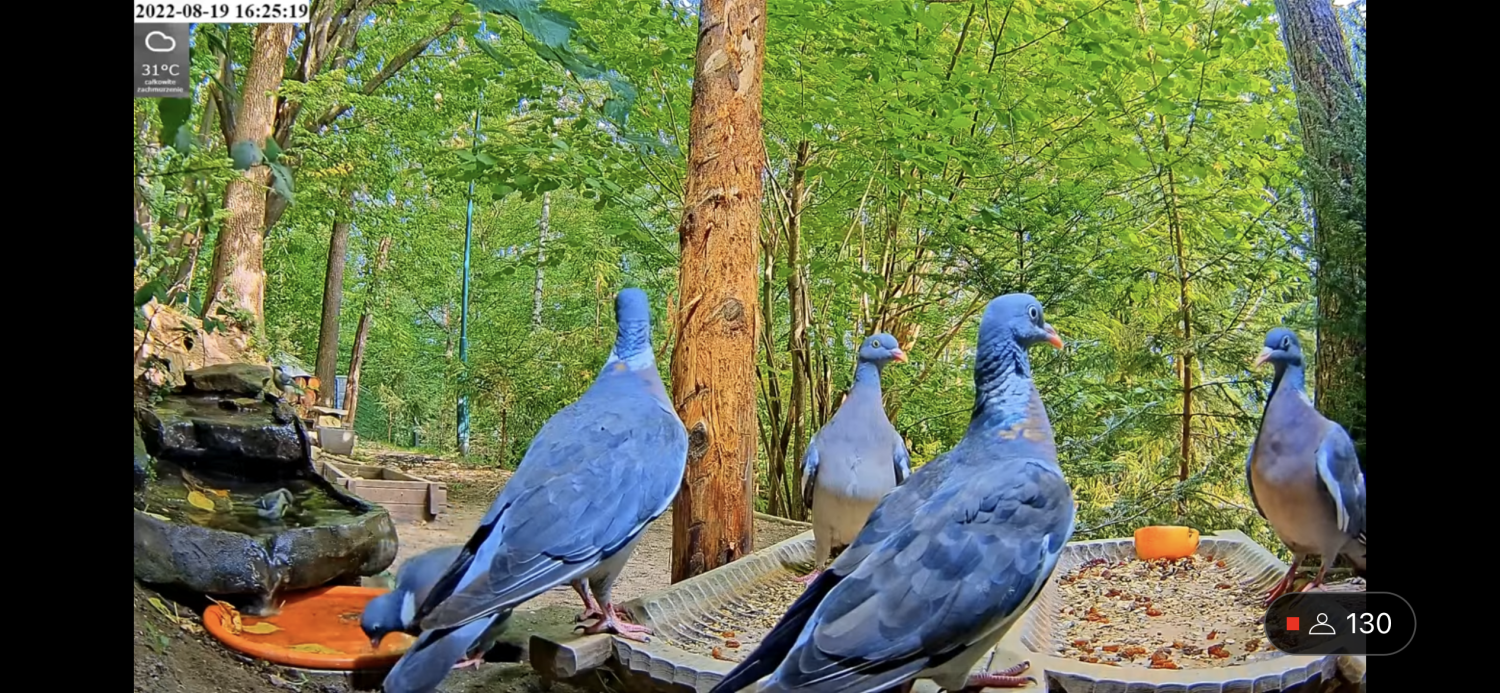 livebirdspoland_3e08d69913bdc479025cb72749e23b6e.png