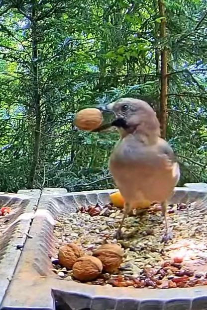 livebirdspoland_928cda564b9f389d1ede270a182161f7.jpg
