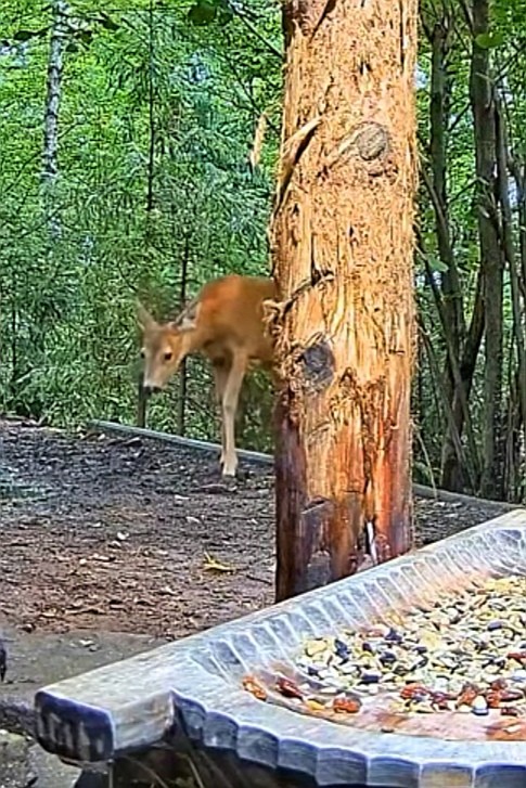 livebirdspoland_7b845b335e69071b7852c6b0ac49e803.jpg