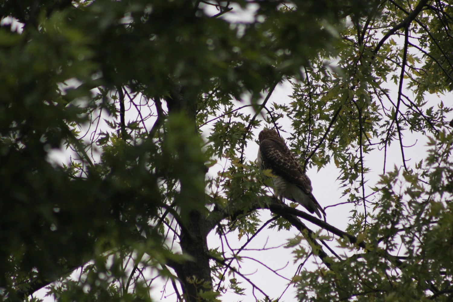 livebirdspoland_e0447dfe290ca15c6688cfa6a608dd8b.jpg