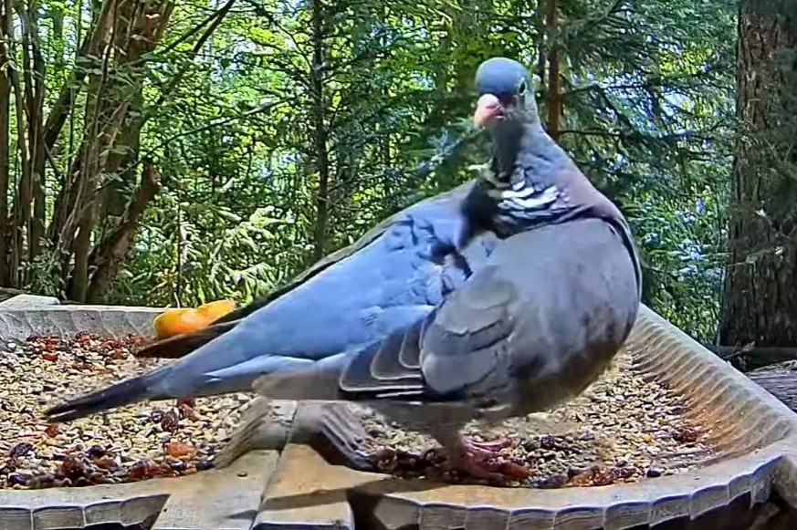 livebirdspoland_5ff9b5357f00cfb9cd8e876987f46cd0.jpg