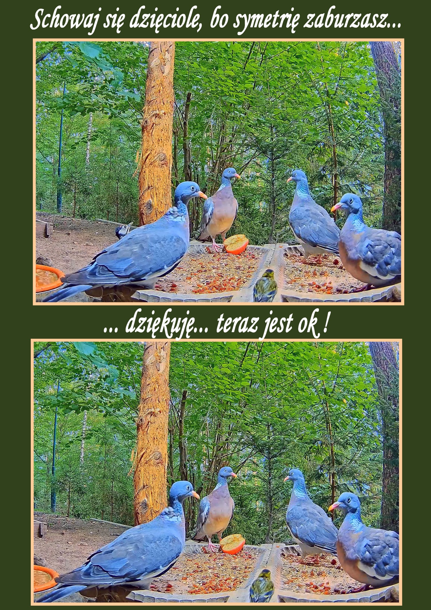livebirdspoland_28fba0e0871b66228edae10e5532a6bf.jpg