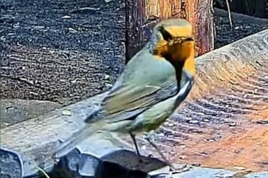 livebirdspoland_a769da1f6587d07da50436656ffe6404.jpg