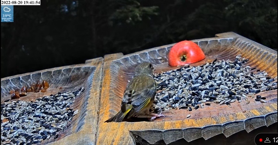 livebirdspoland_6edd696b723240a710c20e682f155f71.jpg