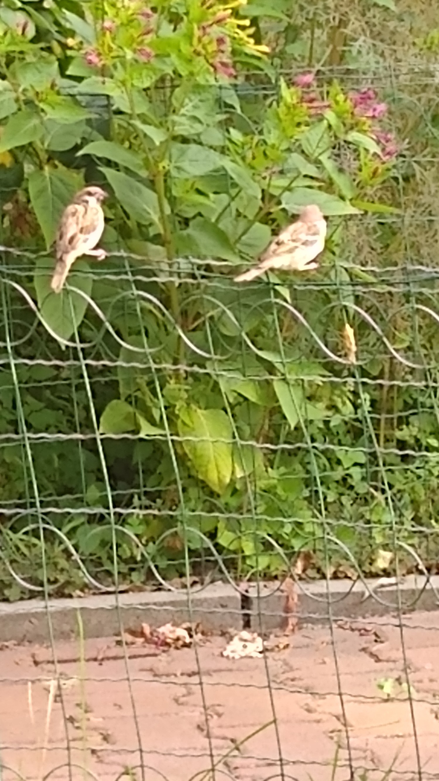 livebirdspoland_b8be12d884c35bb552db8b72431ca86e.jpg