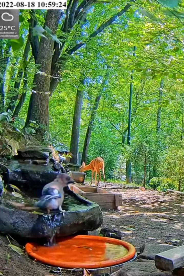 livebirdspoland_83ed9d36094515794c9965a25e05bda5.jpg
