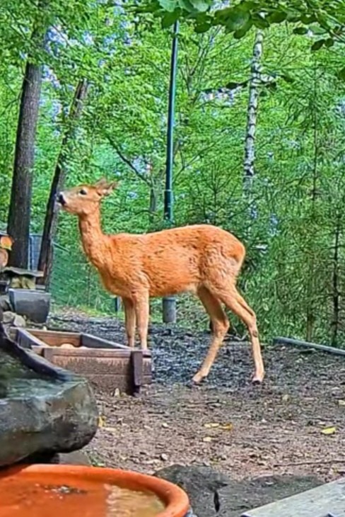 livebirdspoland_6d5a1f0b220fda2570848d16e76e34d4.jpg