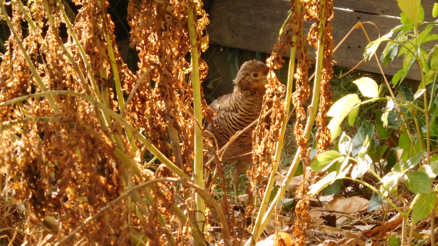 livebirdspoland_a3c831c88cd3c0ebb95f52ce6ab122c9.jpg