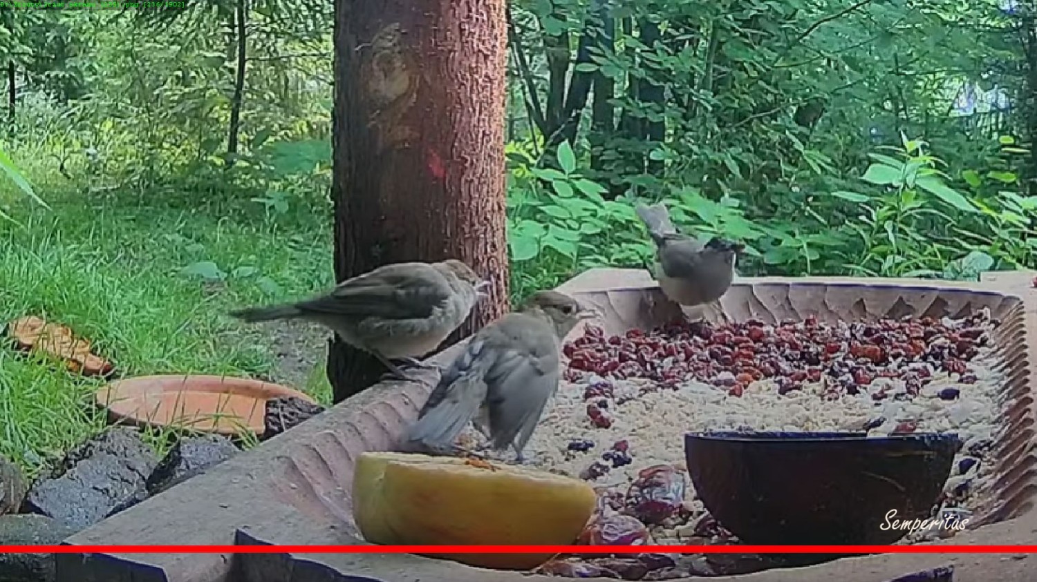 livebirdspoland_81836dbaa924ff5c355f832bb57a239c.jpg