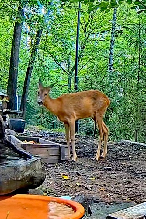 livebirdspoland_849b9629c379412e4834a05bf79c8e78.jpg