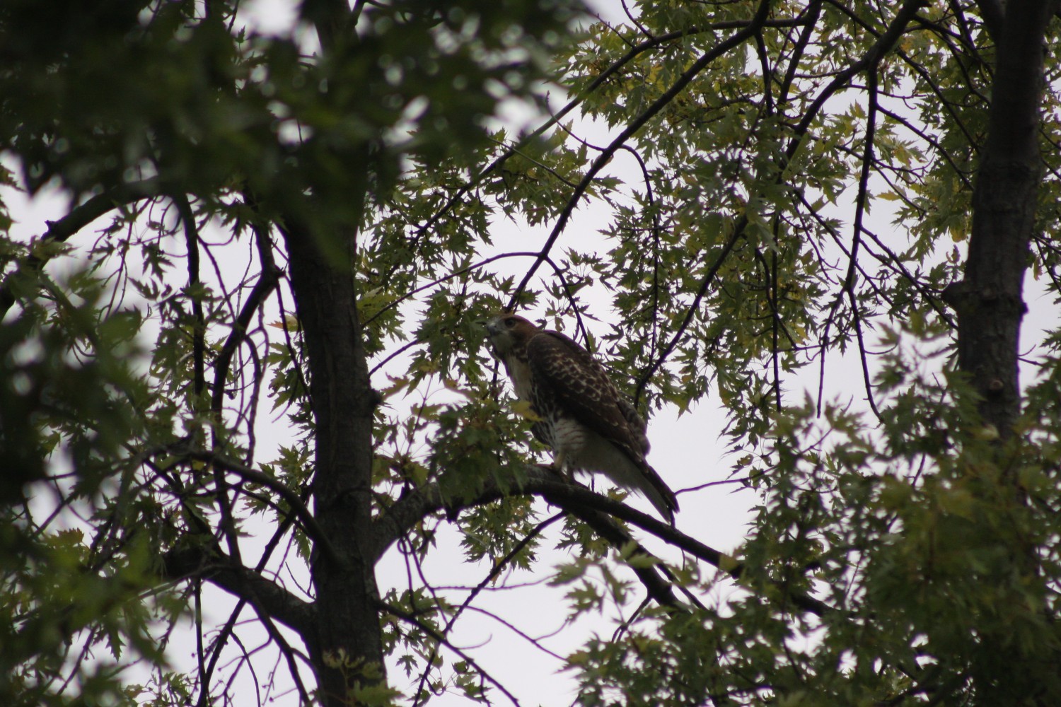 livebirdspoland_5b0d9c72e8ba36a364c2943971b48755.jpg