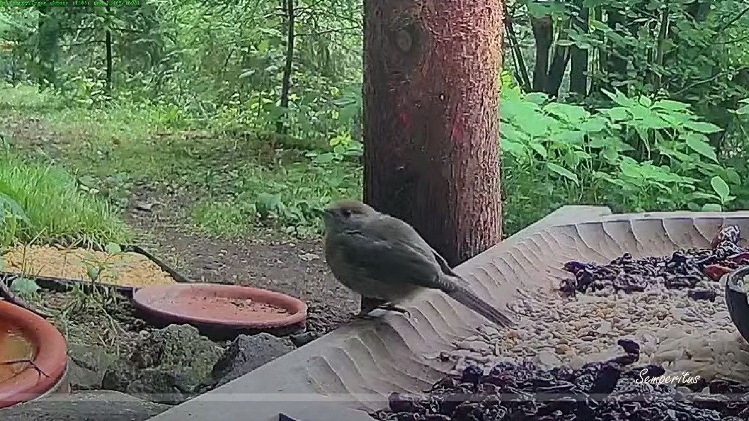 livebirdspoland_82d849a040f07eeaa10c6066fcca1353.jpg
