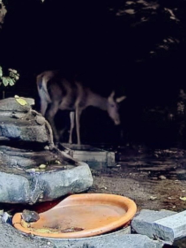 livebirdspoland_1e8cd9080a811a8710f902155b36e2e7.jpg