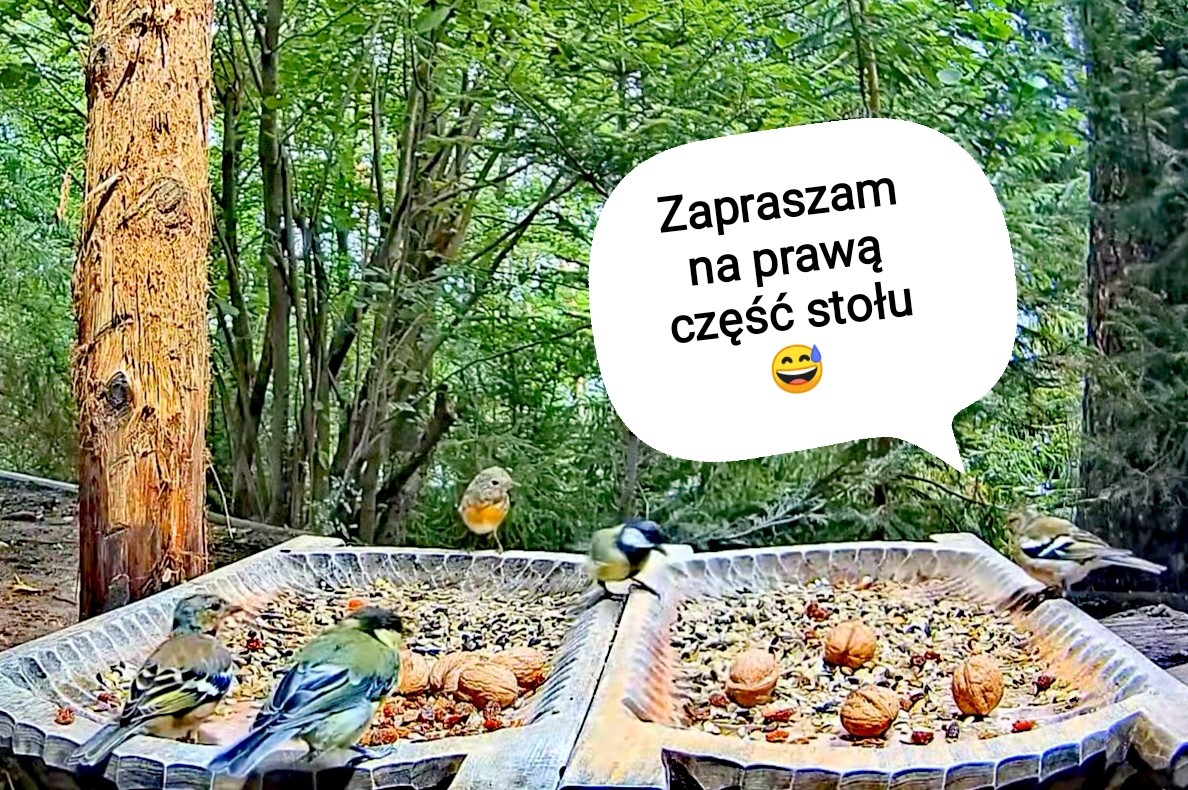 livebirdspoland_c316f0e431fb4cd6d7e08668206af6da.jpg