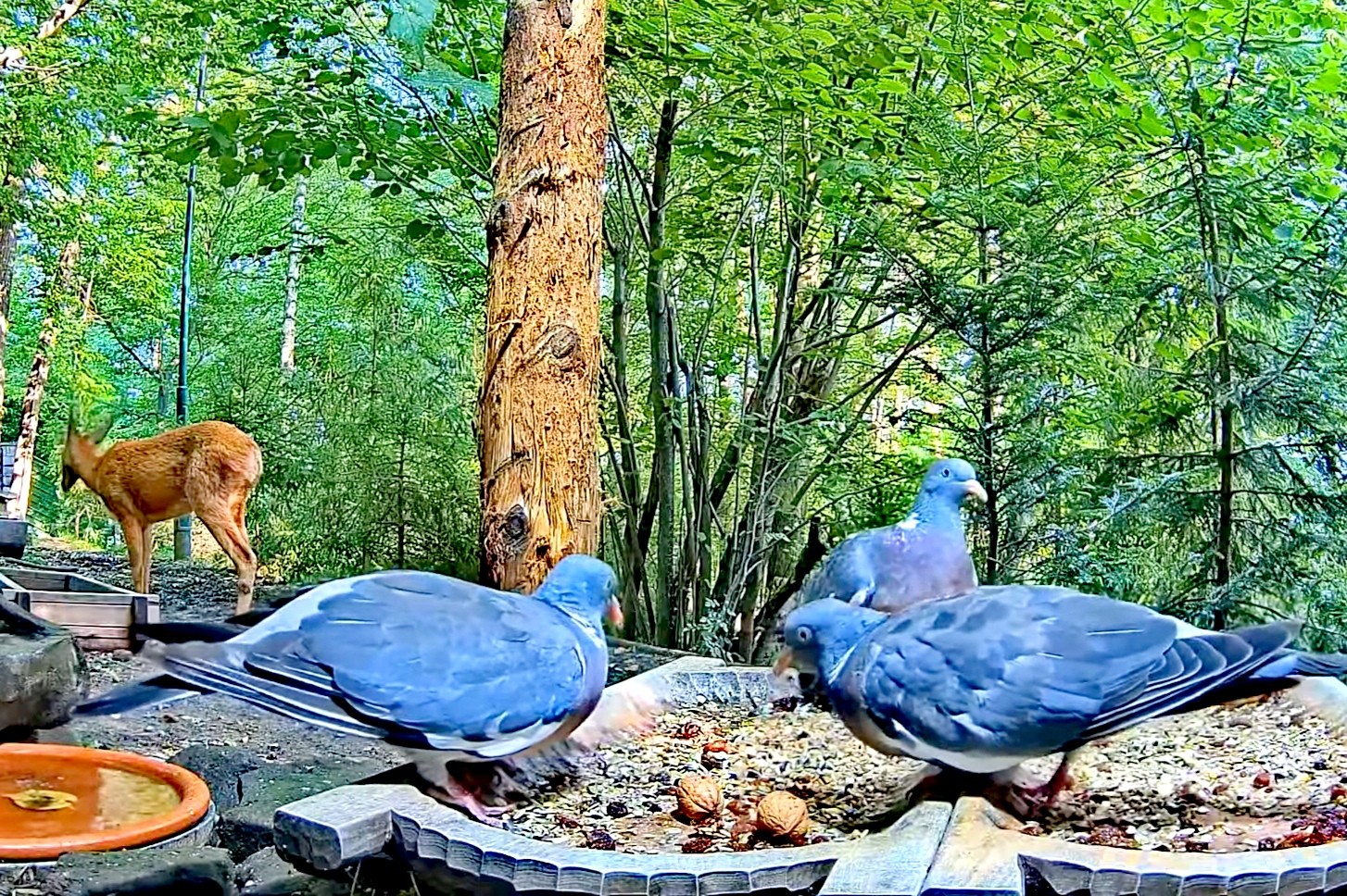 livebirdspoland_70a863498a9a79d4a33967df11eccec7.jpg