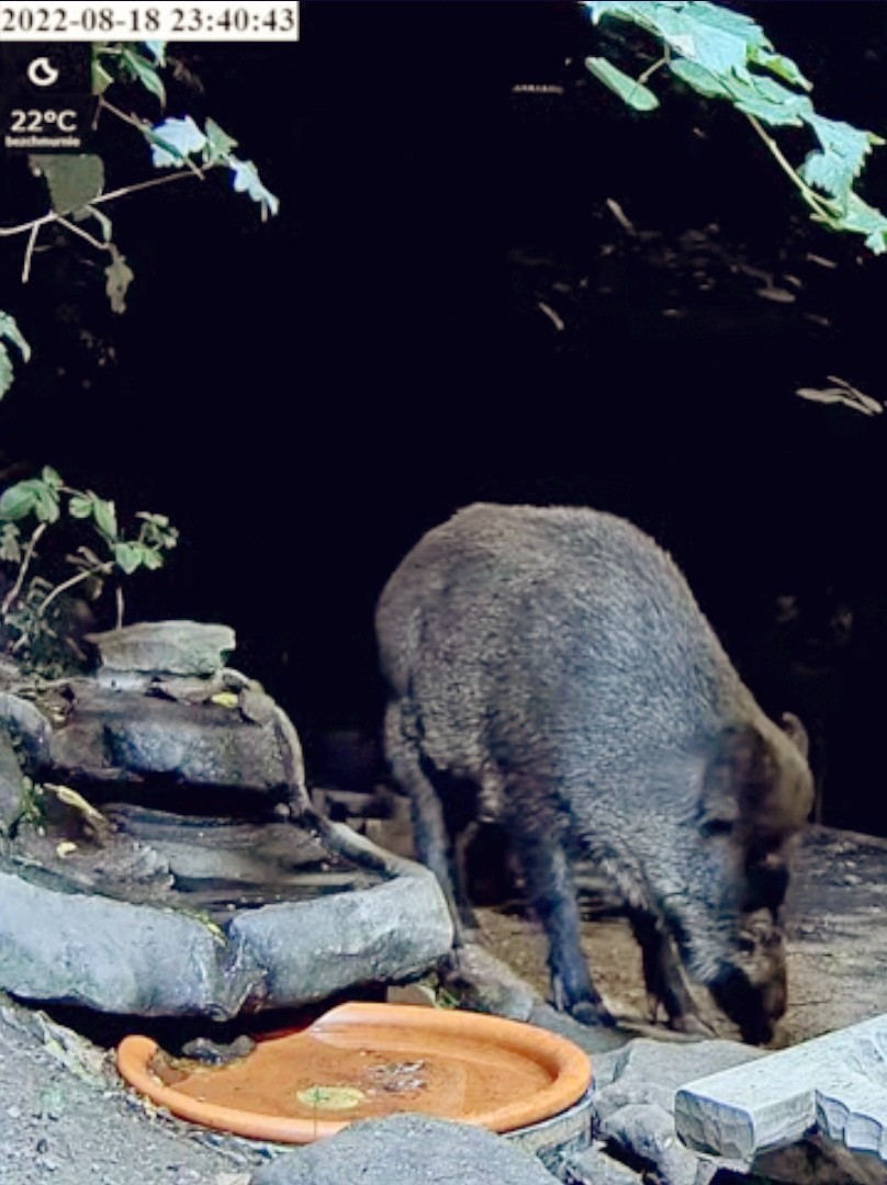 livebirdspoland_4be364612a5f692286aaf54db5ec3021.jpg
