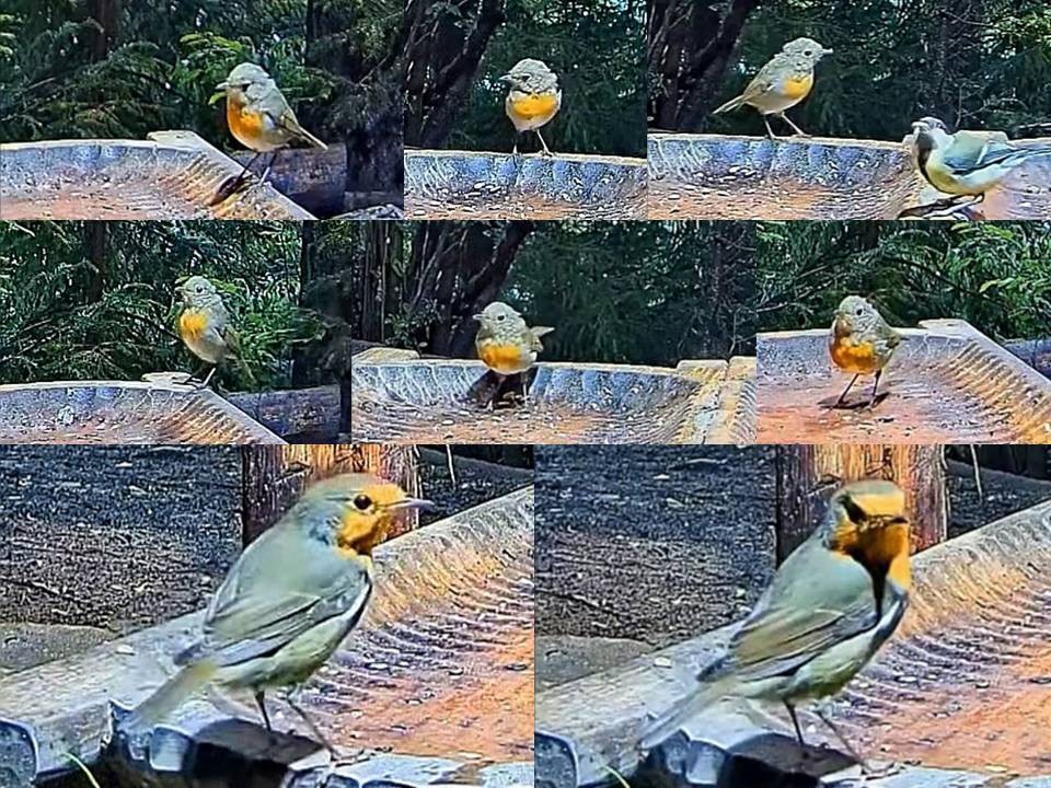 livebirdspoland_48cf7e8cf6b7170a955196e2a740d0fa.jpg