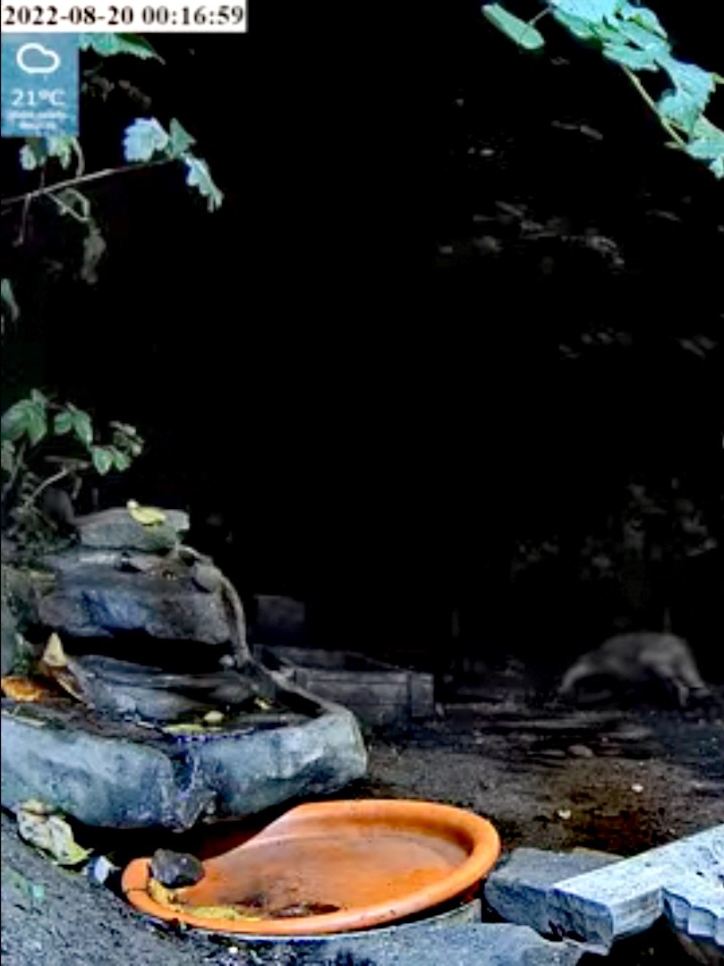 livebirdspoland_ea3e243cf36817faa9dc644793fd7235.jpg