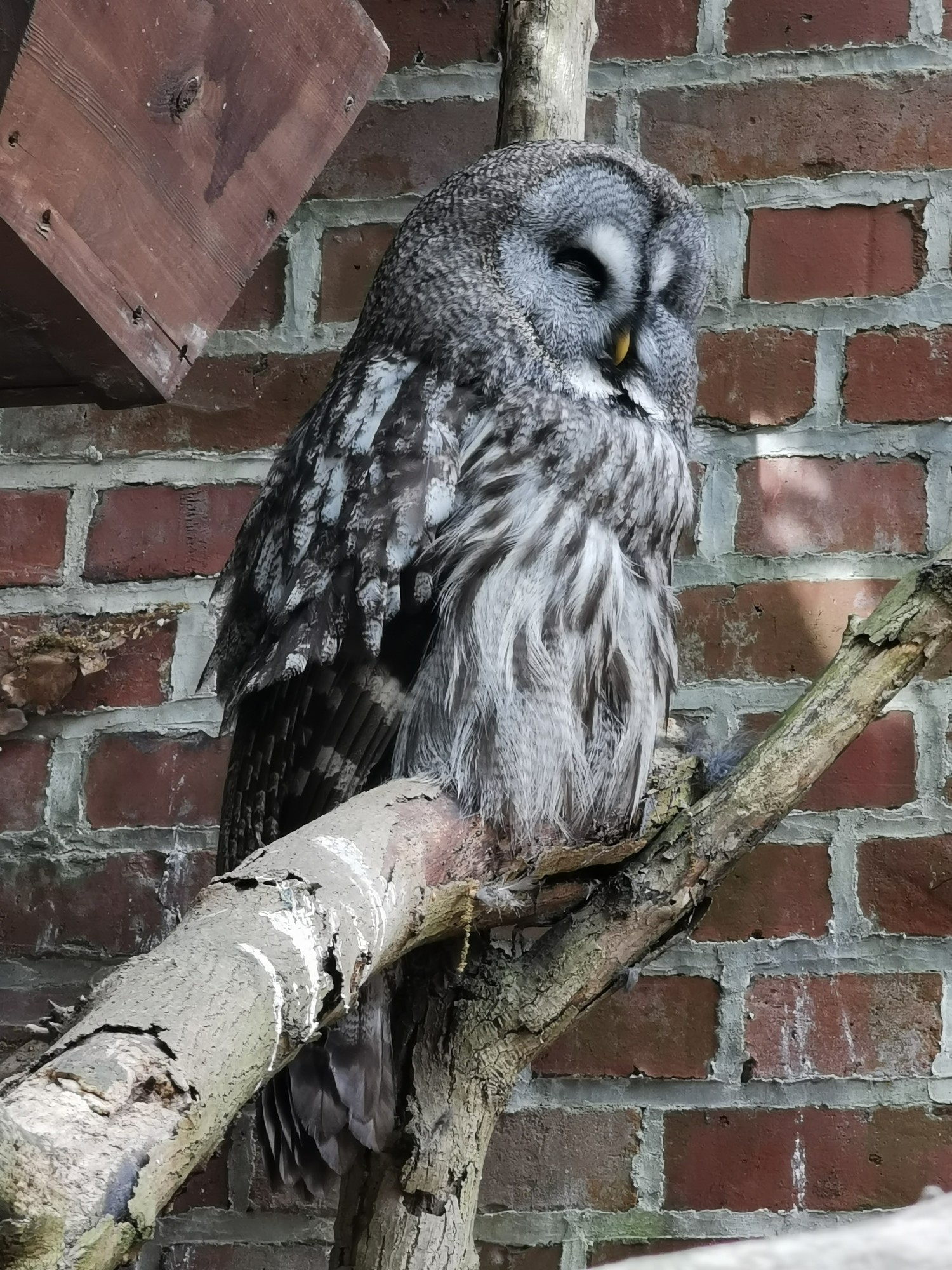 livebirdspoland_e65b6e07a9da64b54f5f4c8345d051c8.jpg