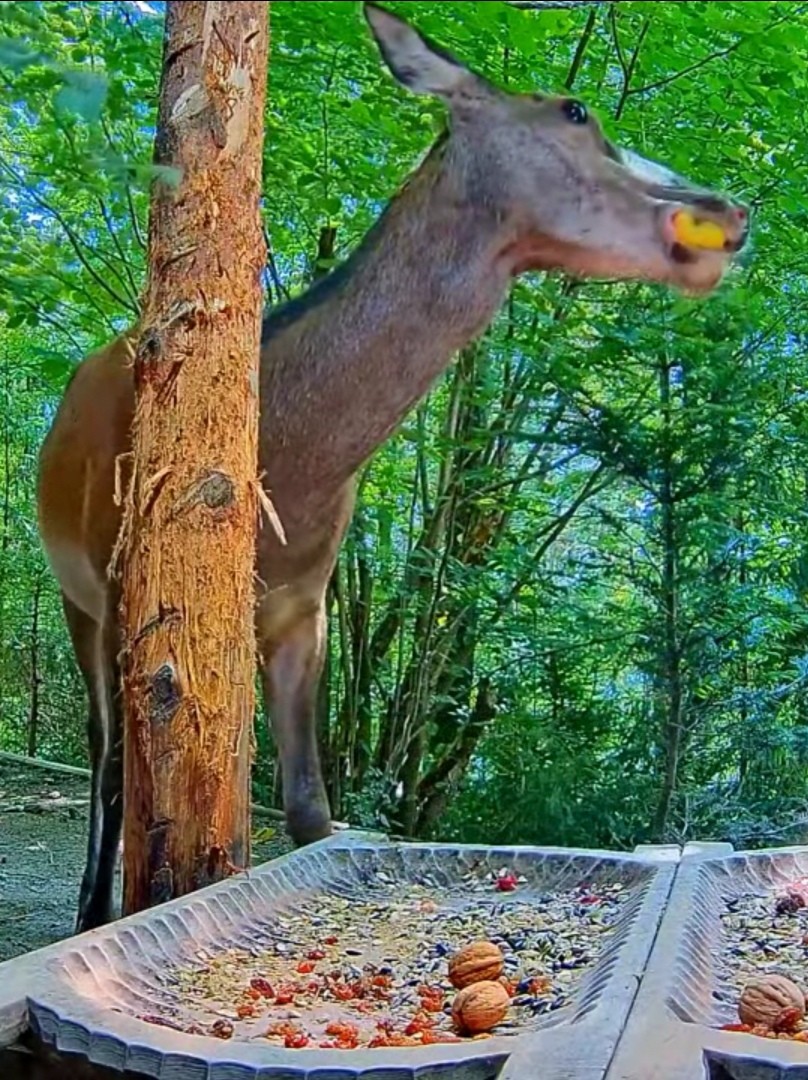 livebirdspoland_171e4a5153b1c5831608b37865ac78d9.jpg