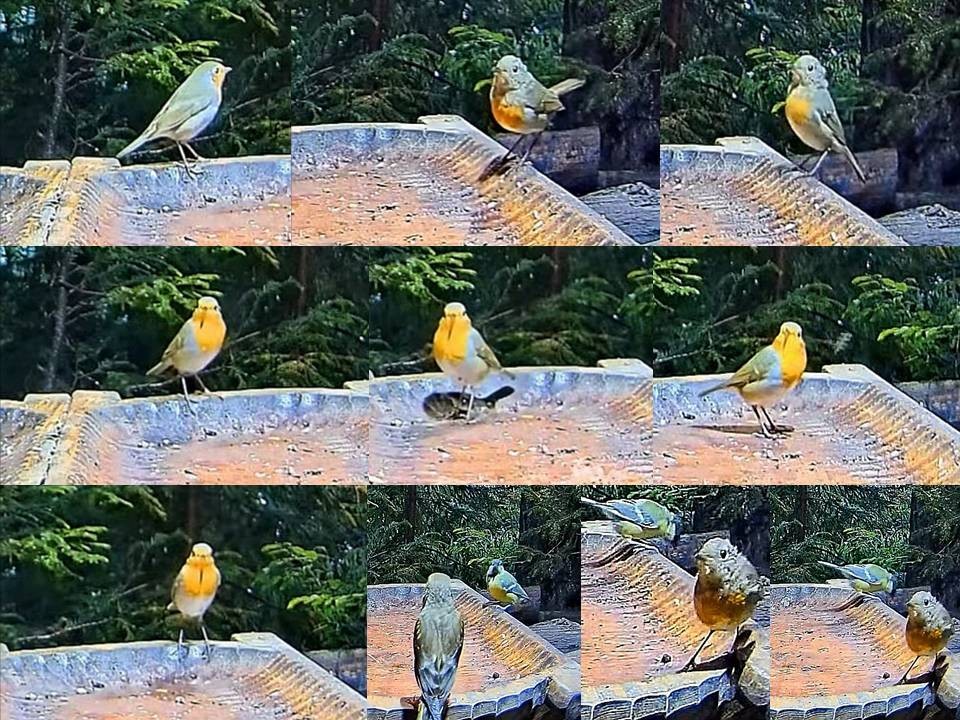 livebirdspoland_d81d84ca1e5fc2aac65cb65781005a1c.jpg