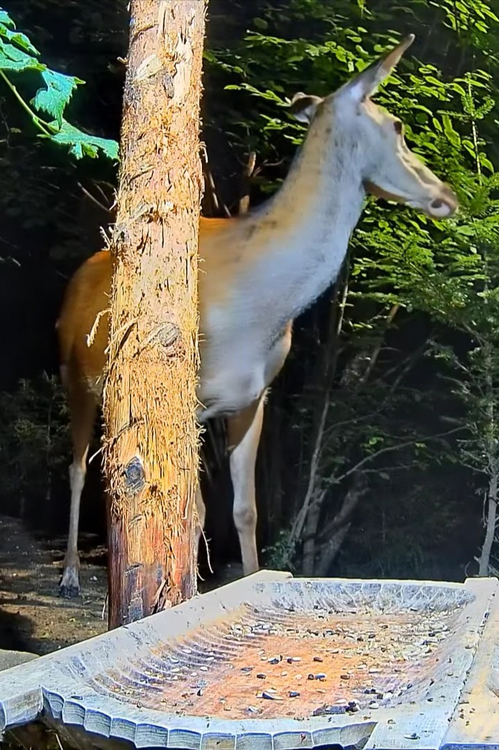 livebirdspoland_f2c08f3d6d5a375bce130953524c9dc3.jpg