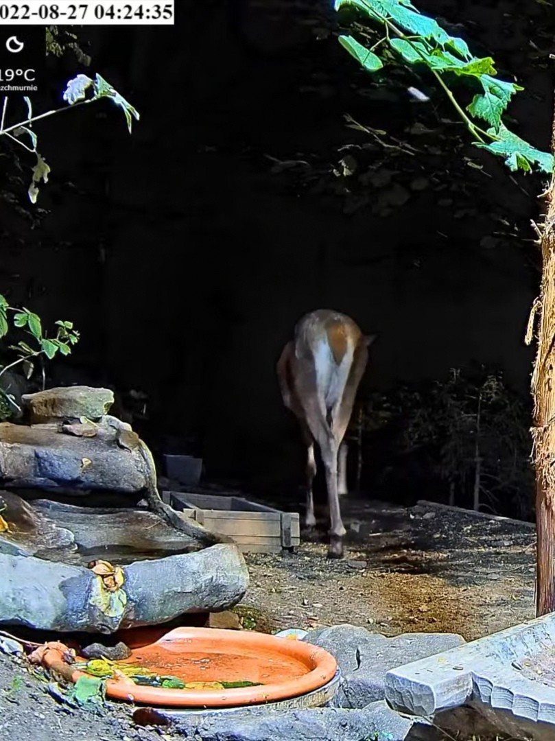livebirdspoland_bdcb83c68f4c6d12a396982b2634489a.jpg