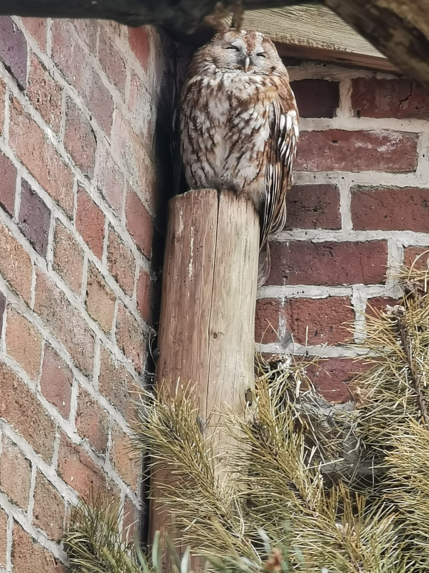 livebirdspoland_f01faf542f7b813266f2855b8b86d9f1.jpg