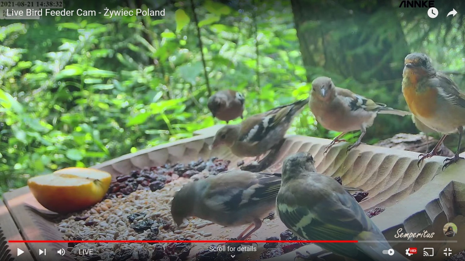 livebirdspoland_9d7c54d15892fc7ccdf0501c80ee52ae.jpg