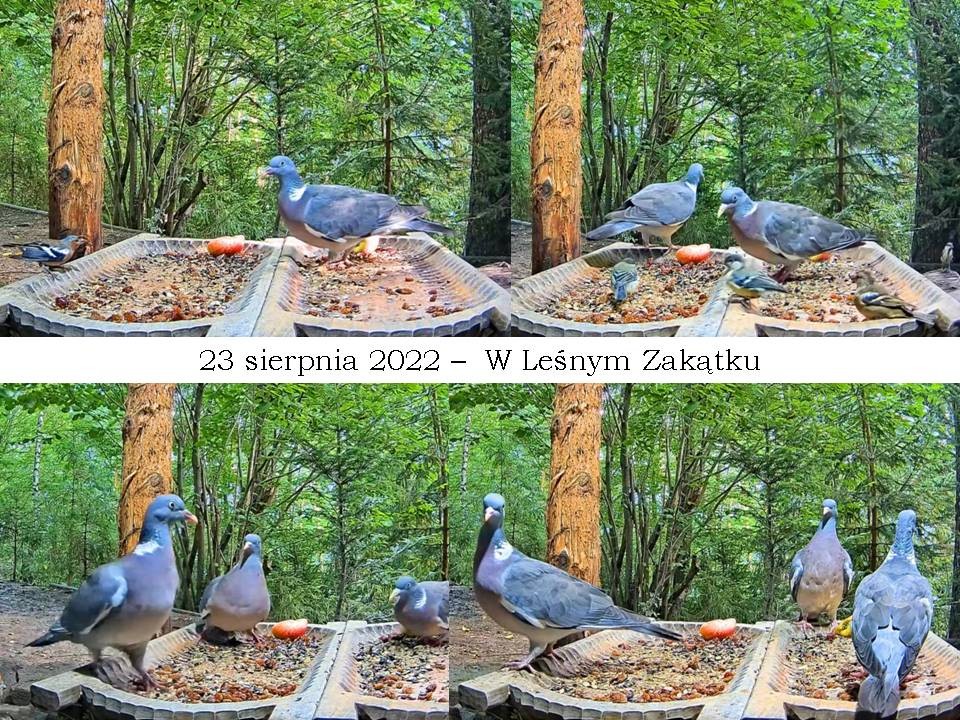 livebirdspoland_fdcc0534e6f9a46350a29835b93246a6.jpg