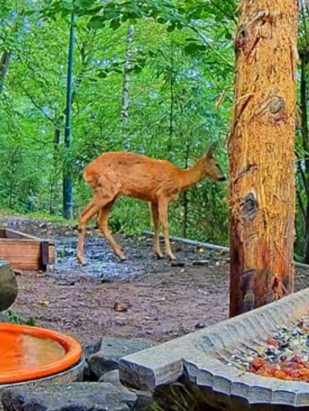 livebirdspoland_3170314fec3a3bec97fb94b2caaad2df.jpg