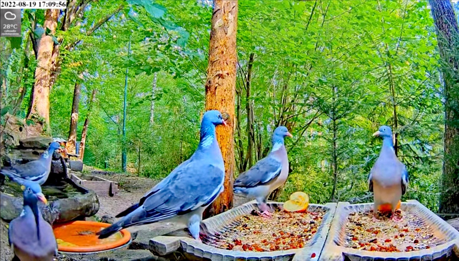 livebirdspoland_e9c38cfcf89c69ac0d80304c6ffc742f.jpg