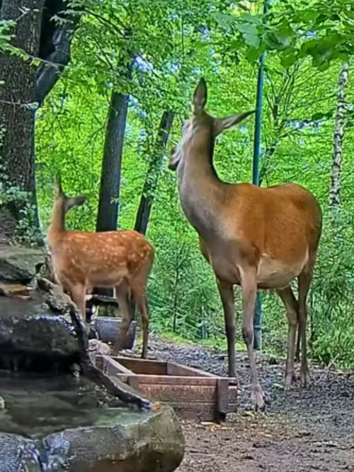 livebirdspoland_53791ee0c72dfe3bcdf2f98251fbfcb3.jpg