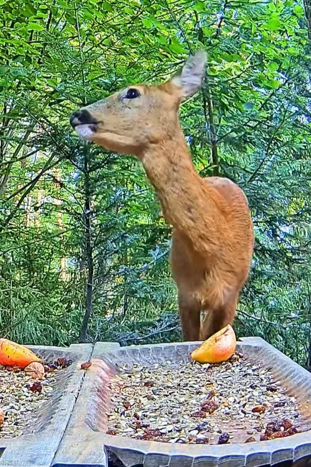 livebirdspoland_61018e8b536d31263a1fa0f6d4dc777b.jpg