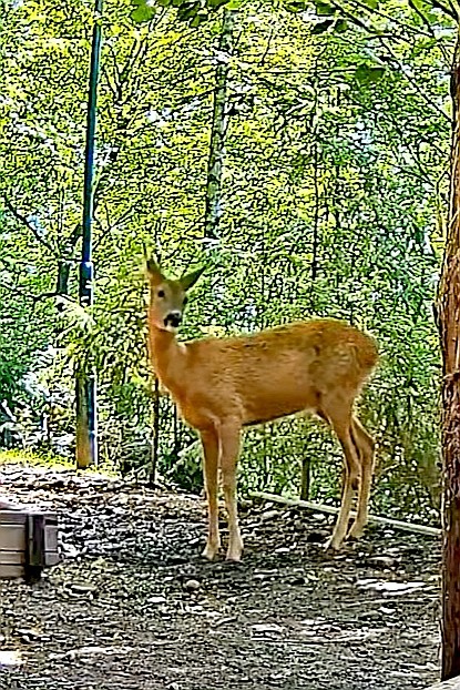 livebirdspoland_869941f3e35ea591ef52fdbdfbcaf619.jpg