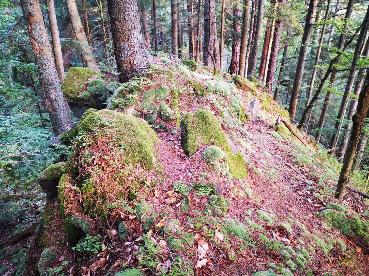 livebirdspoland_9e684106147a111e102778d76756e7d1.png