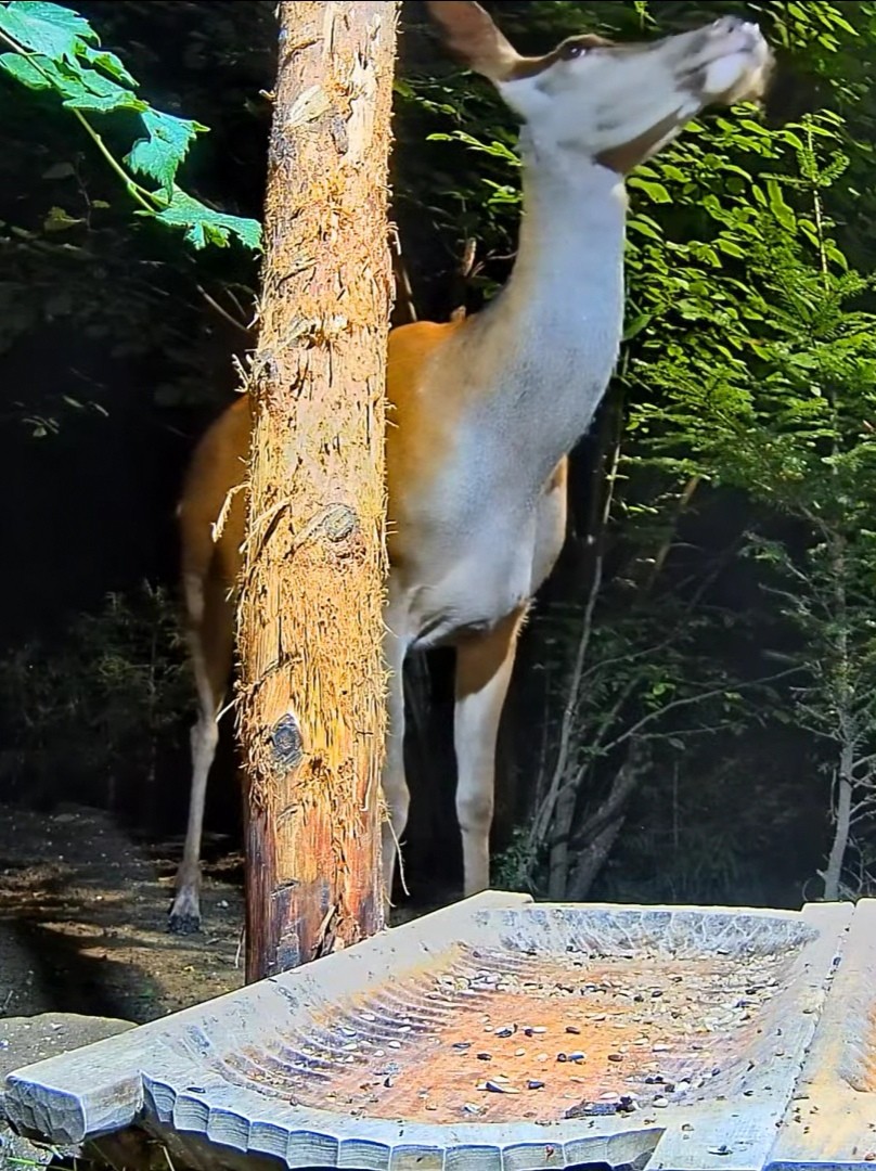 livebirdspoland_91c55b81df0daafc3011c8d01b7a7c04.jpg