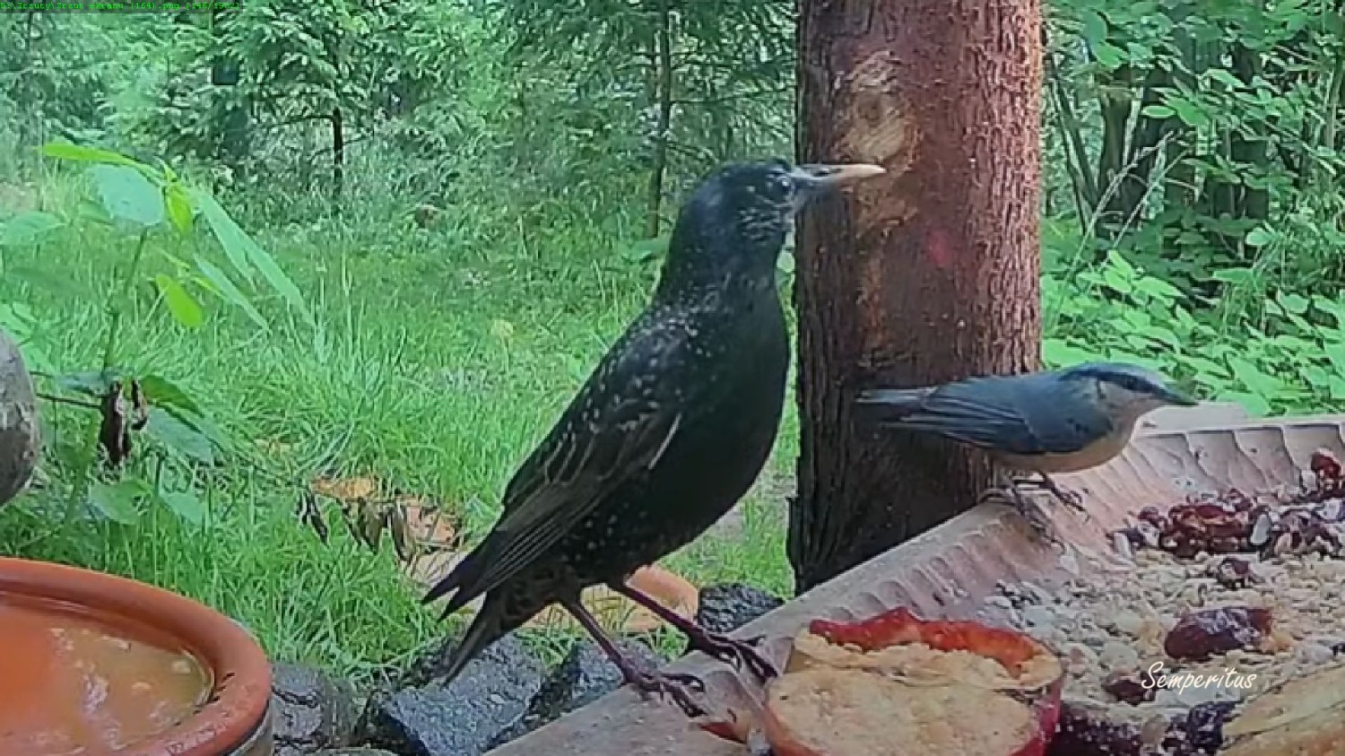 livebirdspoland_7e1da453e65c7ae357178abc7d19d04f.jpg