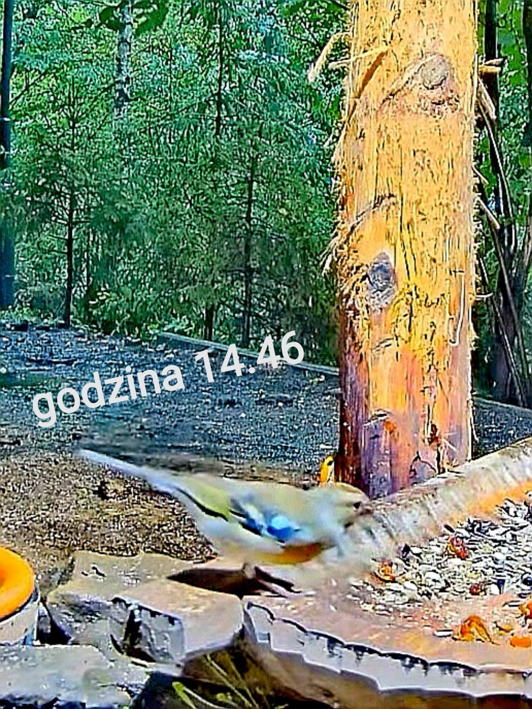livebirdspoland_9a584b03348c45bb6a9922b2fb1993ce.jpg