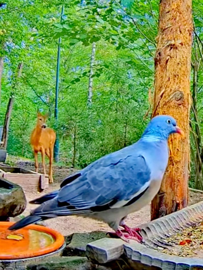 livebirdspoland_169997515c84768cab867cb331f3b9f0.jpg