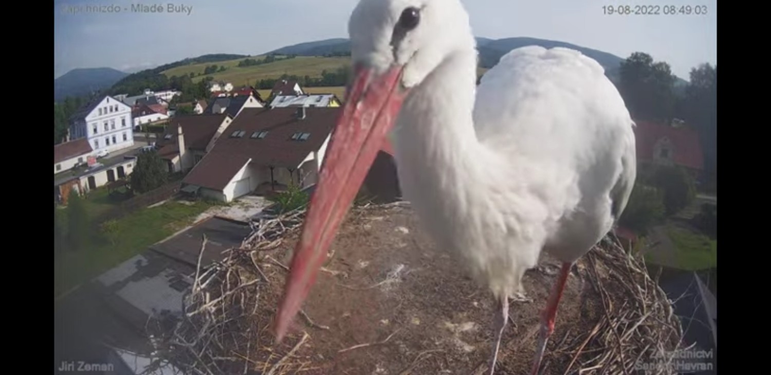 livebirdspoland_69acbea7e62976923fcfb513118b08e8.jpg