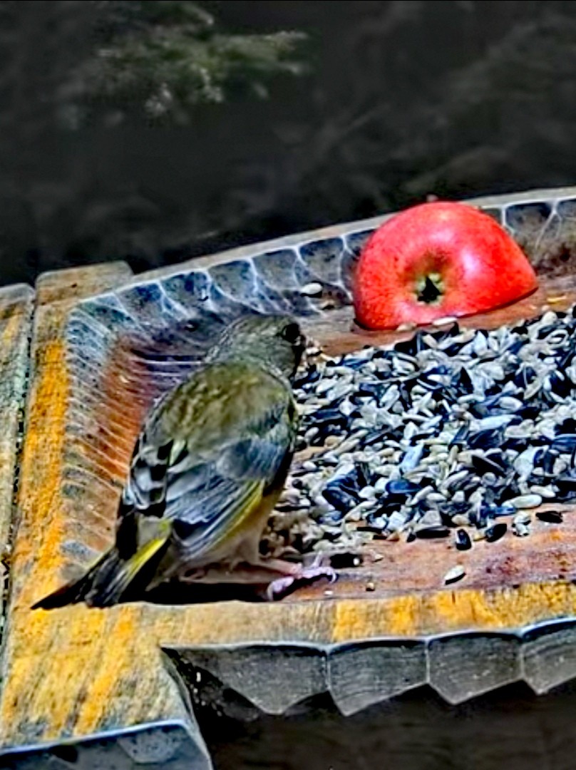livebirdspoland_18cdbc2d9d566b42d0a676dabfb9b3e7.jpg