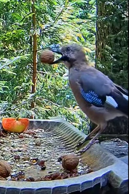 livebirdspoland_8cc9c8bc28feab91b9344d0137461a13.jpg