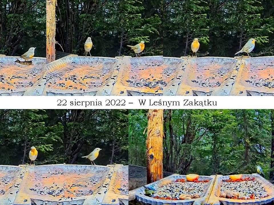 livebirdspoland_5d1e278ceba568f3b44e0be7c9c65da3.jpg