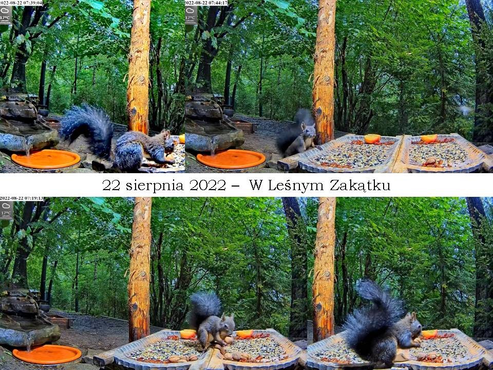 livebirdspoland_65eeddc619c96a588966d873cb0b8fa7.jpg