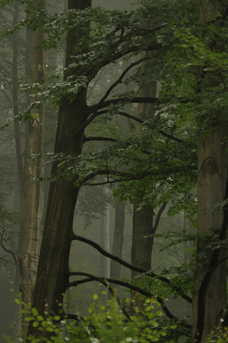 livebirdspoland_441e13ba4208b760fbc6b3cf3a937987.png
