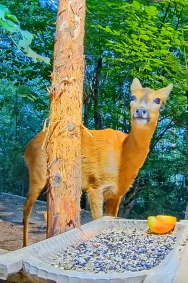 livebirdspoland_2c5512a24f42c68d664fe47bf129595d.jpg